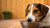 Understanding Why Dogs Don’t Eat Their Food: Insights for Concerned Pet Owners-140406456559
