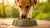 Understanding Why Dogs Eat Dog Food: A Comprehensive Guide-140405833967