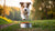 Understanding Why Dogs Flip Their Food Bowls