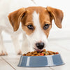 Why Do Dogs Knock Food Out of Bowl? Causes and Solutions