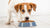Understanding Why Dogs Knock Food Out of Their Bowls