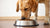 Understanding Why Dogs Nose Their Food Bowl: A Comprehensive Guide