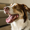 Understanding Why Dogs Pant When Not Exercising: Causes, Implications, and Solutions