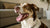 Understanding Why Dogs Pant When Not Exercising: Causes, Implications, and Solutions