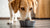 Understanding Why Dogs Pee in Their Water Bowl: Unraveling a Common Canine Behavior-140792955119