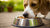 Understanding Why Dogs Push Food Bowl with Nose: Unraveling Canine Behavior