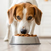 Understanding Why Dogs Push Food Out of Their Bowl