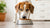 Understanding Why Dogs Push Food Out of Their Bowl