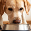 Why Do Dogs Push Their Food Bowl With Their Nose?