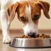 Understanding Why Dogs Push Their Food Out of Their Bowl