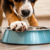 Understanding Why Dogs Put Their Feet in Their Water Bowl