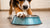 Understanding Why Dogs Put Their Feet in Their Water Bowl