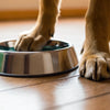 Understanding Why Dogs Put Their Feet in Water Bowls