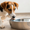 Why Do Dogs Put Their Paws in the Water Bowl?