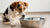 Understanding Why Dogs Put Their Paws in the Water Bowl