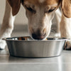 Why Dogs Put Their Paws in Water Bowls
