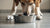 Understanding Why Dogs Put Their Paws in Their Water Bowl-140794724591
