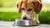 Understanding Why Dogs Remove Food from Their Bowl to Eat