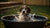 Understanding Why Dogs Splash Their Water Bowl: A Deep Dive into Canine Behavior-140795707631