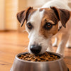 Understanding Why Dogs Stop Eating Dry Food: Causes and Solutions