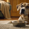 Why Dogs Stop Eating Food: A Guide to Appetite Changes
