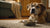 Understanding Why Dogs Stop Eating Food: Causes and Solutions