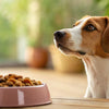 Understanding Why Dogs Stop Eating Their Regular Food