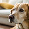 Understanding Why Dogs with Kidney Disease Lose Weight