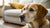 Understanding Why Dogs with Kidney Disease Lose Weight