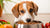 Understanding Why Dogs Won't Eat Dry Food: Unpacking the Reasons and Solutions-140218302703