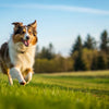 Understanding Why Exercise Is Important for Dogs and How to Incorporate It into Their Daily Lives