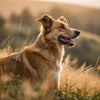 Understanding Why Female Dogs Gain Weight After Being Spayed