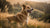 Understanding Why Female Dogs Gain Weight After Being Spayed