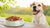 Understanding Why Get Grain Free Dog Food: A Comprehensive Guide