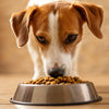 Understanding Why Give Dogs Grain Free Food: A Comprehensive Guide
