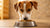 Understanding Why Give Dogs Grain Free Food: A Comprehensive Guide