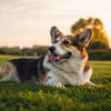 Understanding Why Has My Dog Gained So Much Weight: Causes, Effects, and Solutions