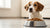 Understanding Why Has My Dog Stopped Eating Dog Food