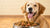 Understanding Why Hydrolyzed Protein Dog Food Matters for Your Pet-141096386799