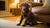 Understanding Why Is Grain Free Dog Food Bad: What Every Dog Owner Should Know