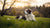 Understanding Why is My Diabetic Dog Losing Weight: Causes and Solutions