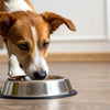 Understanding Why is My Dog Afraid of His Food Bowl