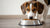 Understanding Why Is My Dog Covering His Food Bowl: Insights and Solutions
