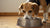 Understanding Why Is My Dog Digging in His Water Bowl