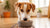 Understanding Why is My Dog Eating but Losing Weight