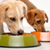 Understanding Why Is My Dog Eating Other Dogs' Food: A Comprehensive Guide for Pet Owners