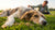Understanding Why Is My Dog Losing Hair and Weight: Causes and What to Do
