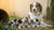 Understanding Why Is My Dog Losing Weight After Giving Birth