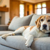 Understanding Why Is My Dog Losing Weight and Not Eating