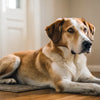 Understanding Why Is My Dog Losing Weight But Eating: Causes, Solutions, and When to Seek Help